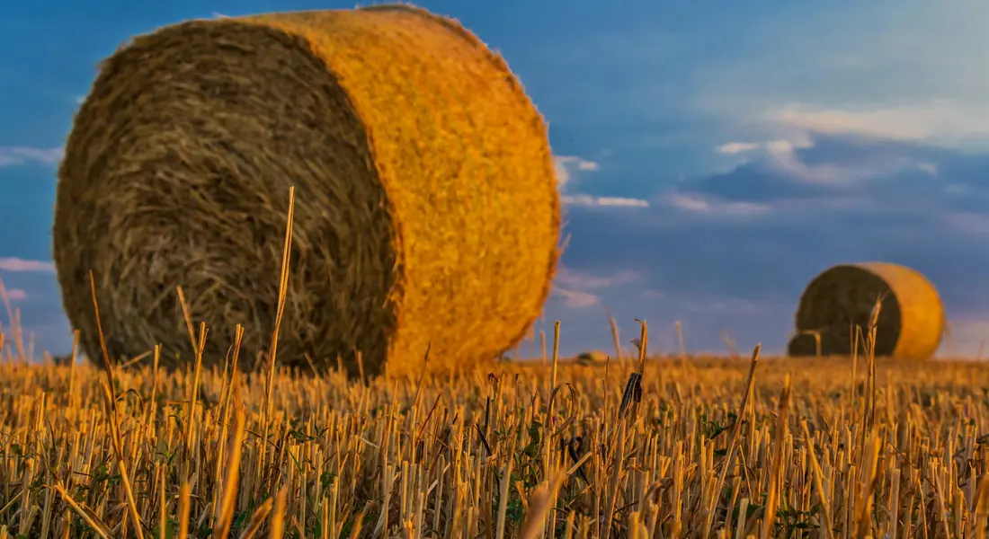 Golden round bales of alfalfa hay in a field under a blue sky