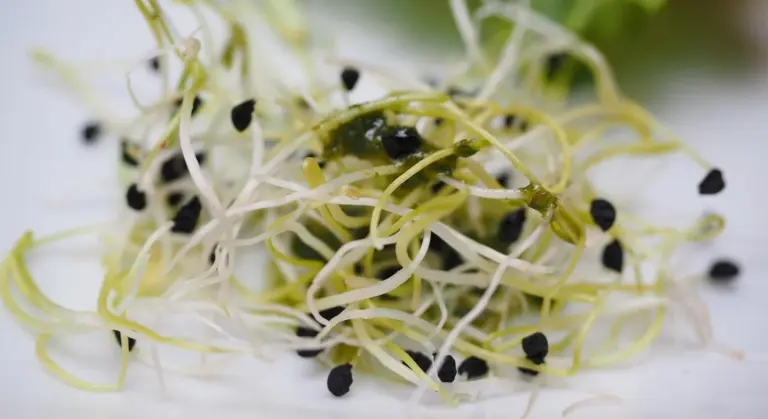 Close-up of alfalfa sprouts with pale yellow stems and small black seed coats on a white background