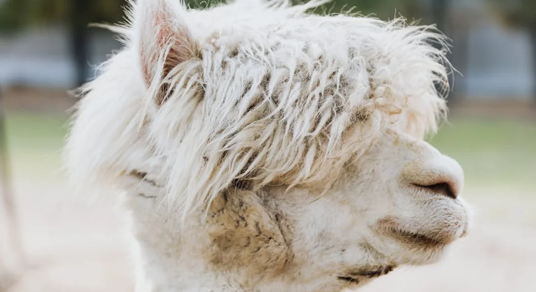 Close-up of a fluffy white alpaca with long fleece