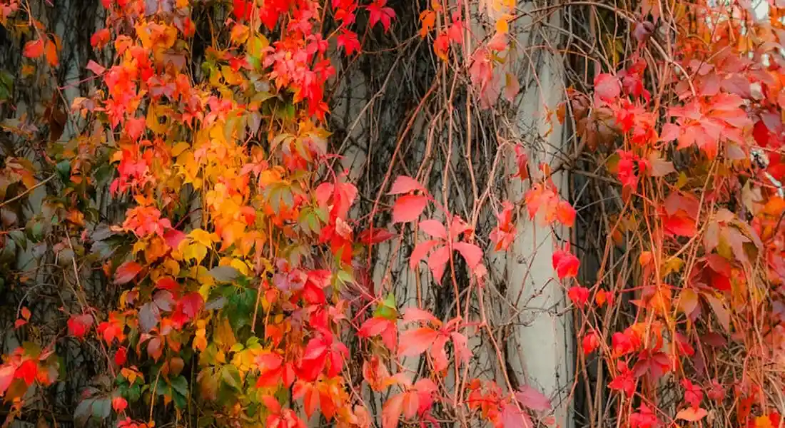Close-up of vibrant autumn leaves in red, orange, and yellow climbing a wall