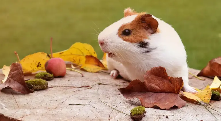 A small white and brown baby guinea pig sits on a wooden surface scattered with autumn leaves.