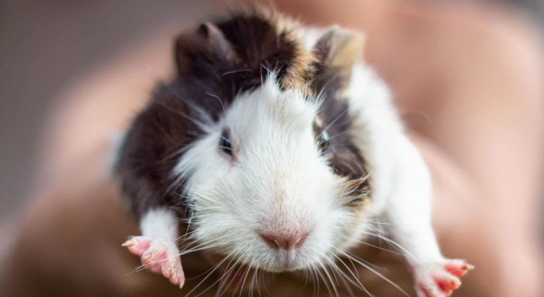 Close-up of a small, white and brown baby guinea pig being gently held in someone's hands.