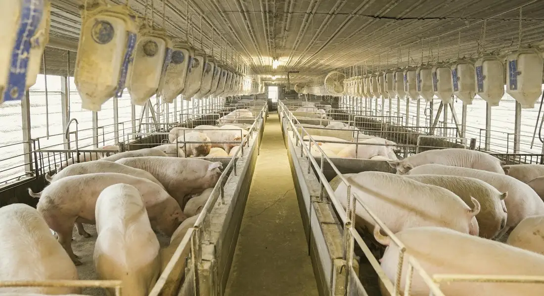 Row of pig pens in a large barn with many pigs lying and moving, illustrating crowded housing and potential social tension.