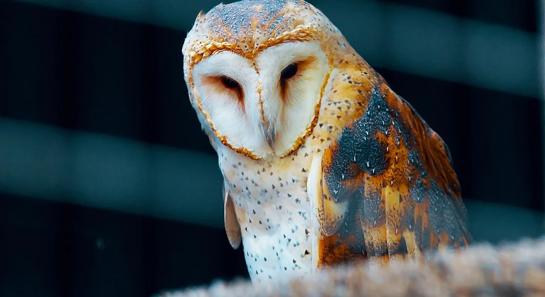 Close-up of a barn owl facing the camera with a blurred cage background.