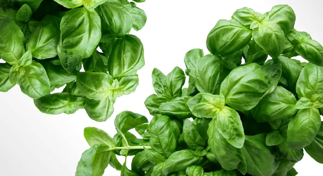 Close-up of fresh basil leaves
