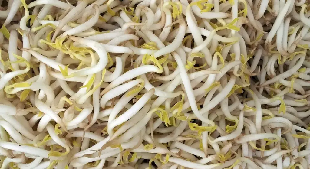 Can Guinea Pigs Eat Bean Sprouts and Leaves?