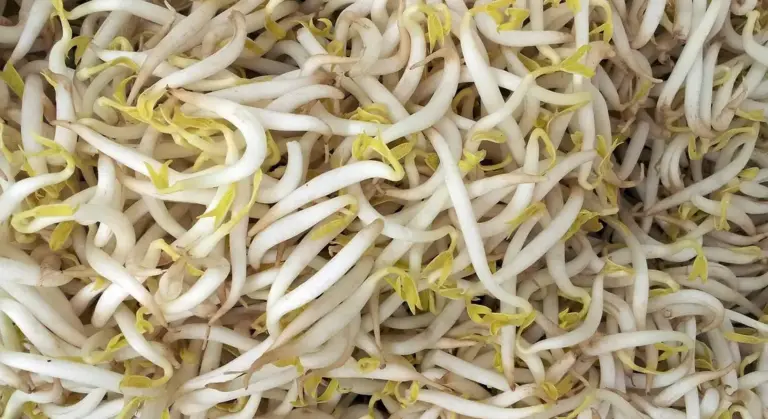 Close-up of fresh bean sprouts with white stems and small yellow leaves