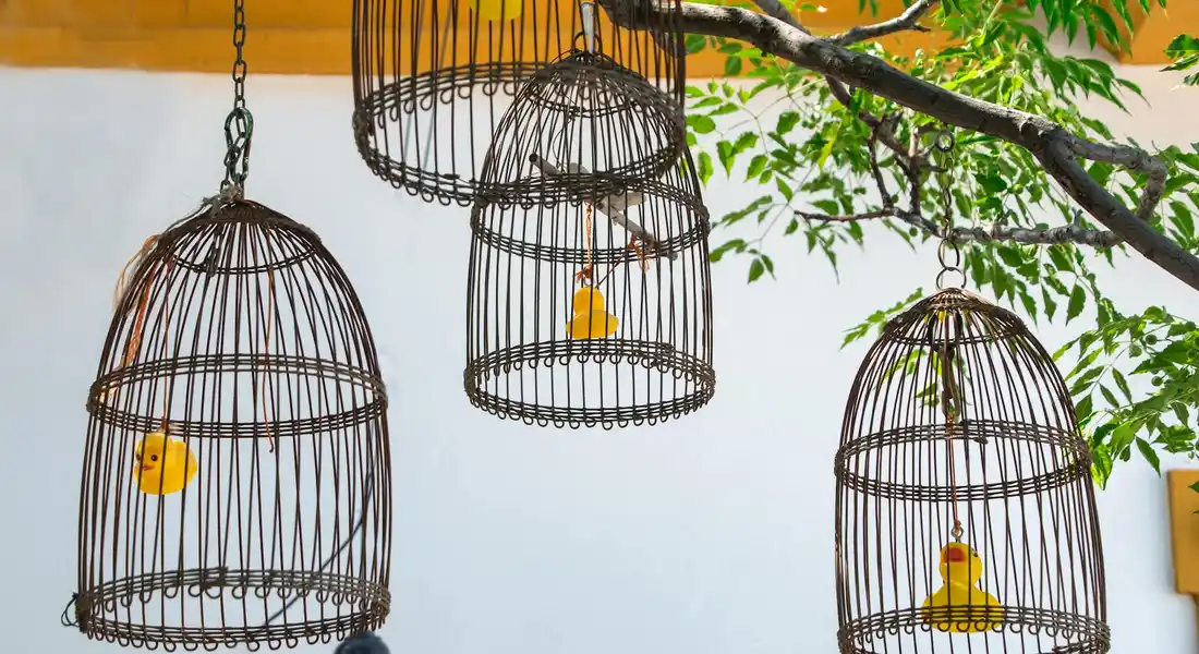 Three hanging metal bird cages with small yellow canaries against a light background.