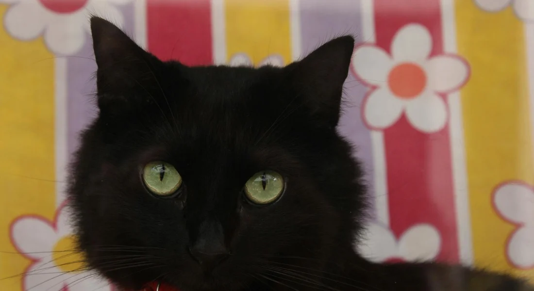 Close-up of a black cat with green eyes against a bright striped floral background.