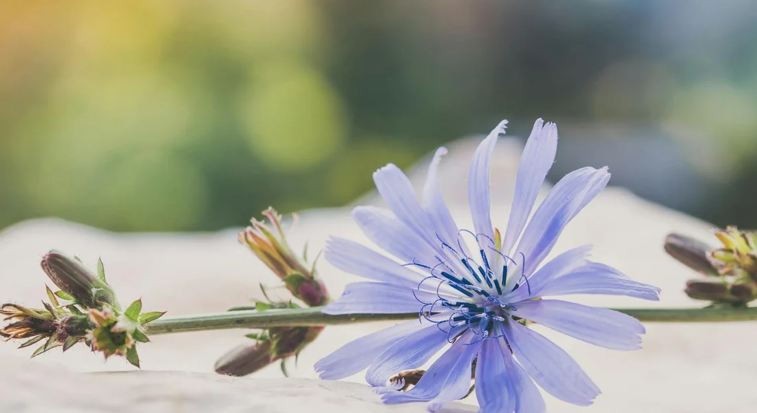 Close-up of a blue chicory flower on a stem with buds along the stalk