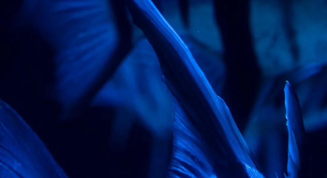 Abstract close-up of deep blue leaves in low light