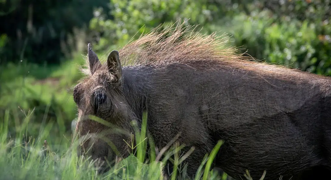 Side profile of a dark boar standing in tall green grass in a sunlit outdoor setting.