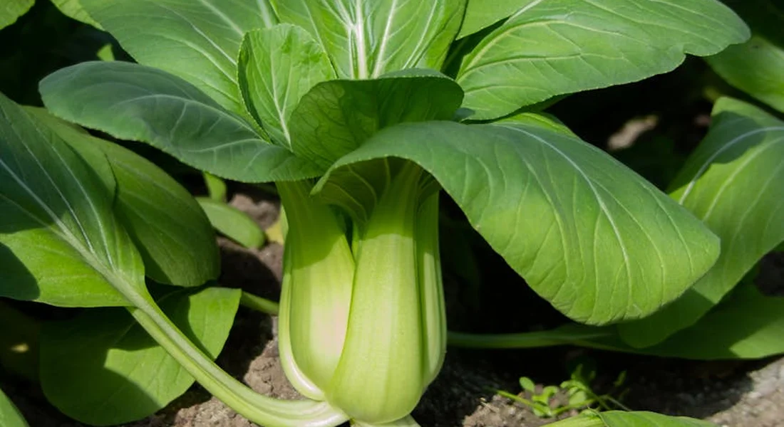 Close-up of fresh bok choy plant with large green leaves and pale white stalks.