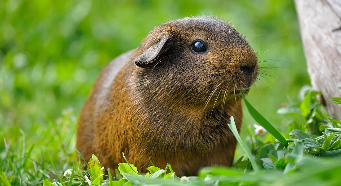Close-up of a small brown rodent in a grassy setting.
