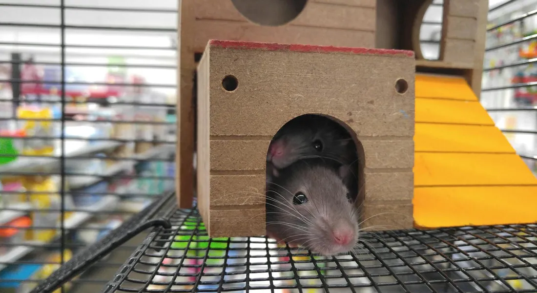 Guinea pig peeks out from a small cardboard hide inside a budget-friendly guinea pig cage with a wire mesh floor and a yellow ramp in the background.