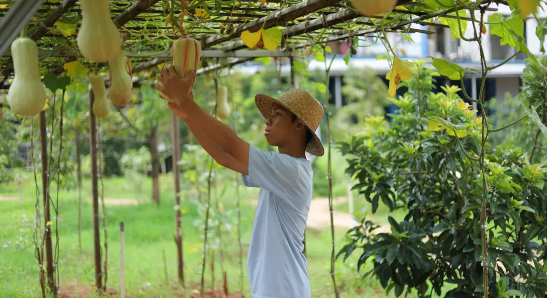 A person wearing a wide-brimmed hat reaches to pick ripe butternut squash from vines in a sunny garden.