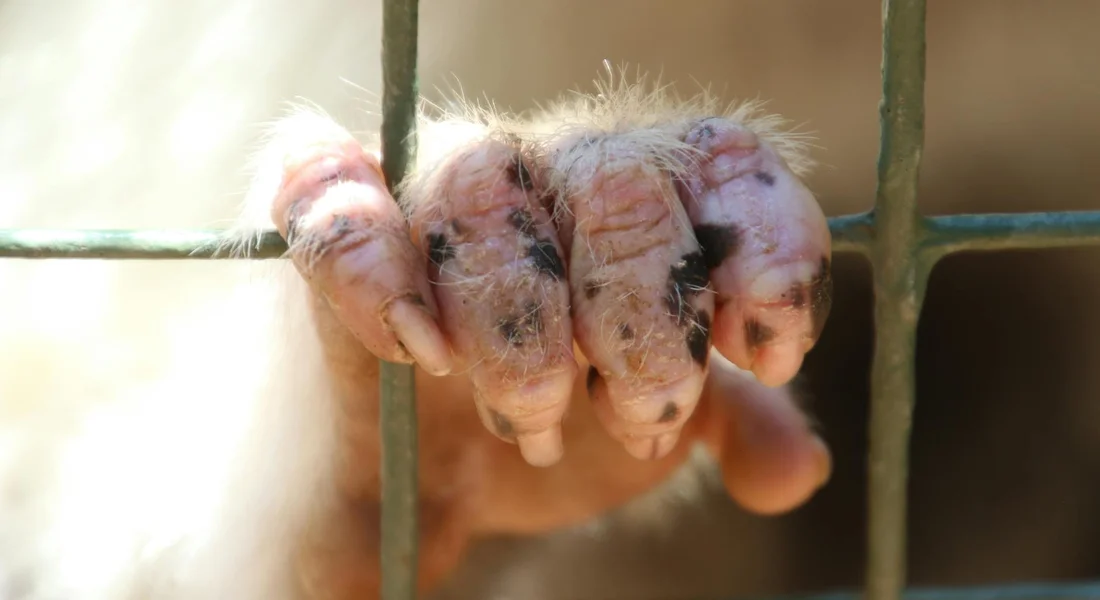Close-up of a small animal's dirty paw gripping cage bars, emphasizing poor flooring and bedding