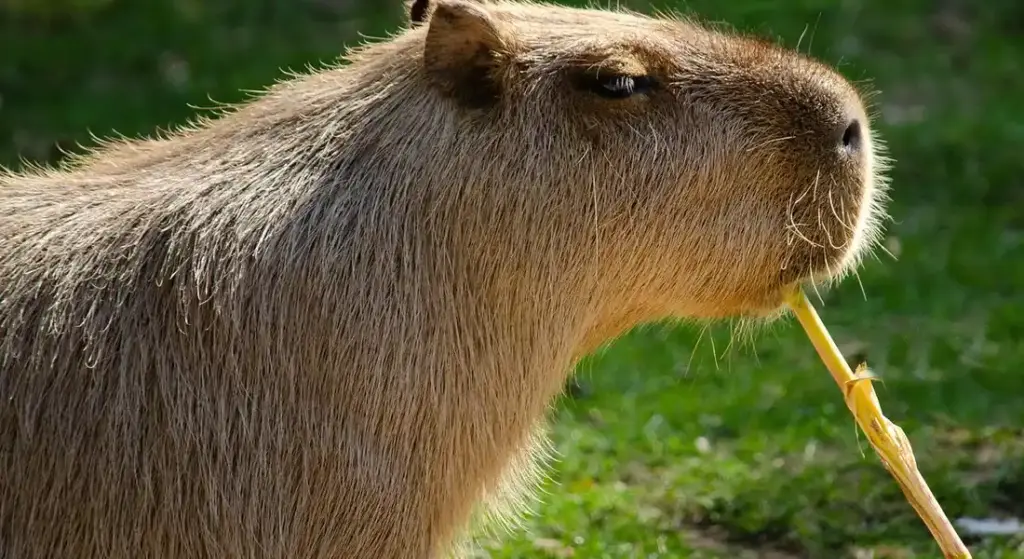 Are Capybaras Related to Guinea Pigs?