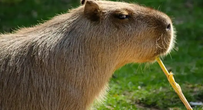 Close-up of a capybara nibbling a twig