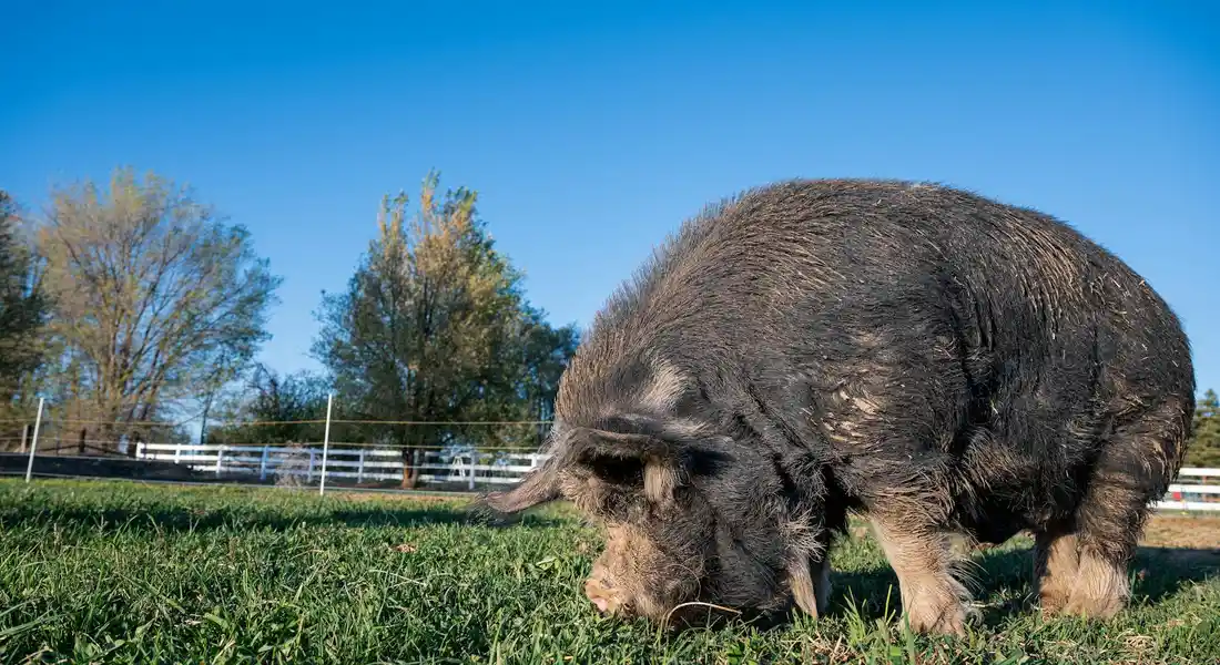 A large capybara grazing on green grass in a sunlit field with a wooden fence and trees in the background.