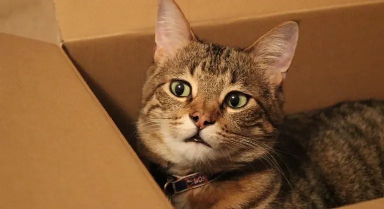 Close-up of a tabby cat peeking out from inside a brown cardboard box.