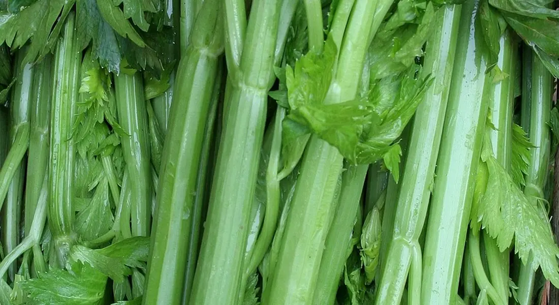 Close-up of fresh celery stalks with leaves