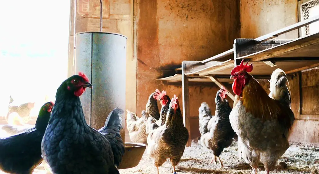 Chickens foraging around a loose hay pile in a coop.