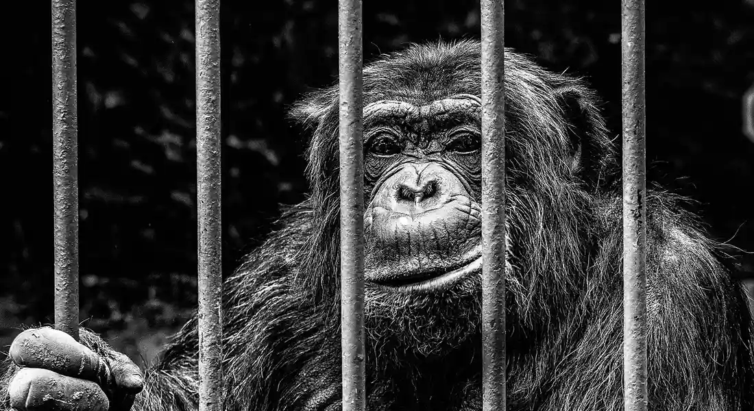 A chimpanzee behind vertical cage bars, looking toward the viewer in black and white.