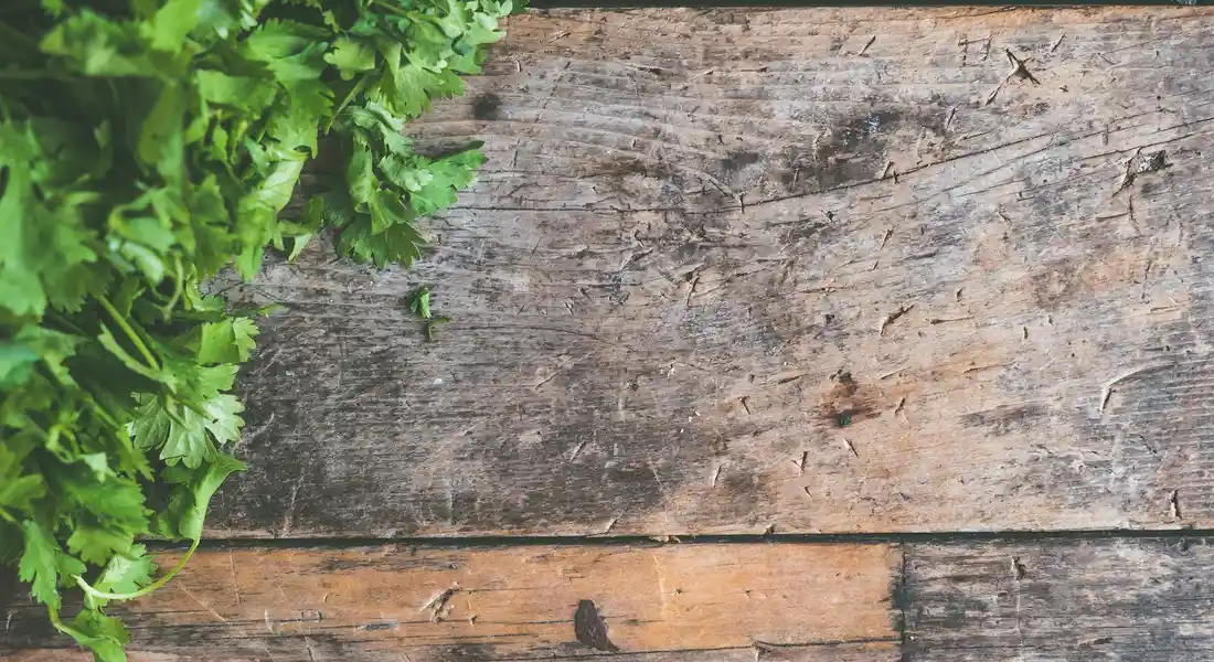 Fresh cilantro leaves on a rustic wooden surface, ready to be offered to a guinea pig.