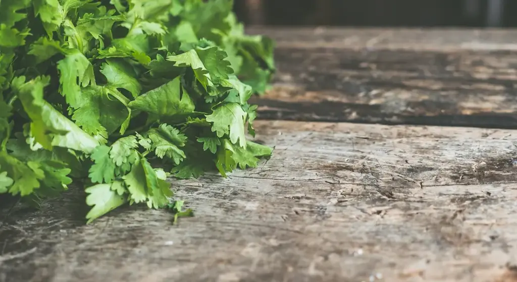 Can Guinea Pigs Eat Cilantro? Safety, Benefits & Feeding Tips