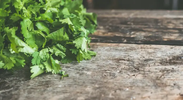 Fresh cilantro leaves resting on a weathered wooden surface