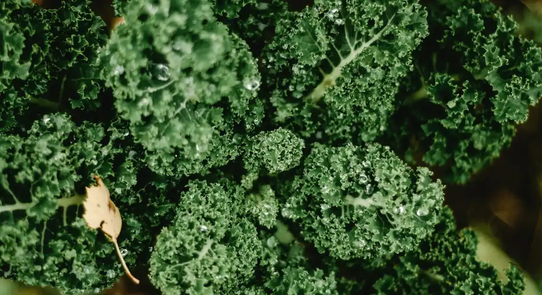 Close-up of curly kale leaves, a leafy green that should not be fed to guinea pigs.