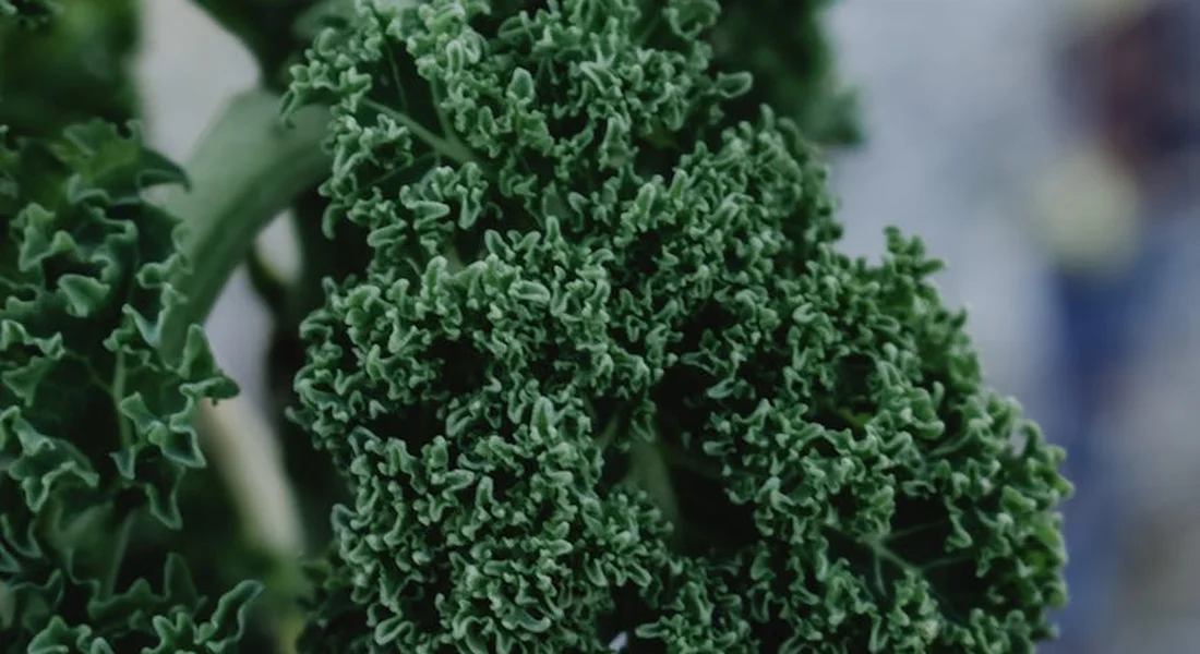 Close-up of curly kale leaves, a leafy green commonly offered to guinea pigs