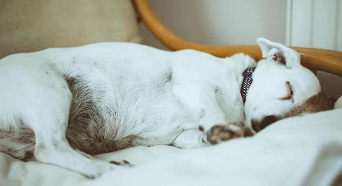 A white dog sleeping on a bed, wearing a dark collar.