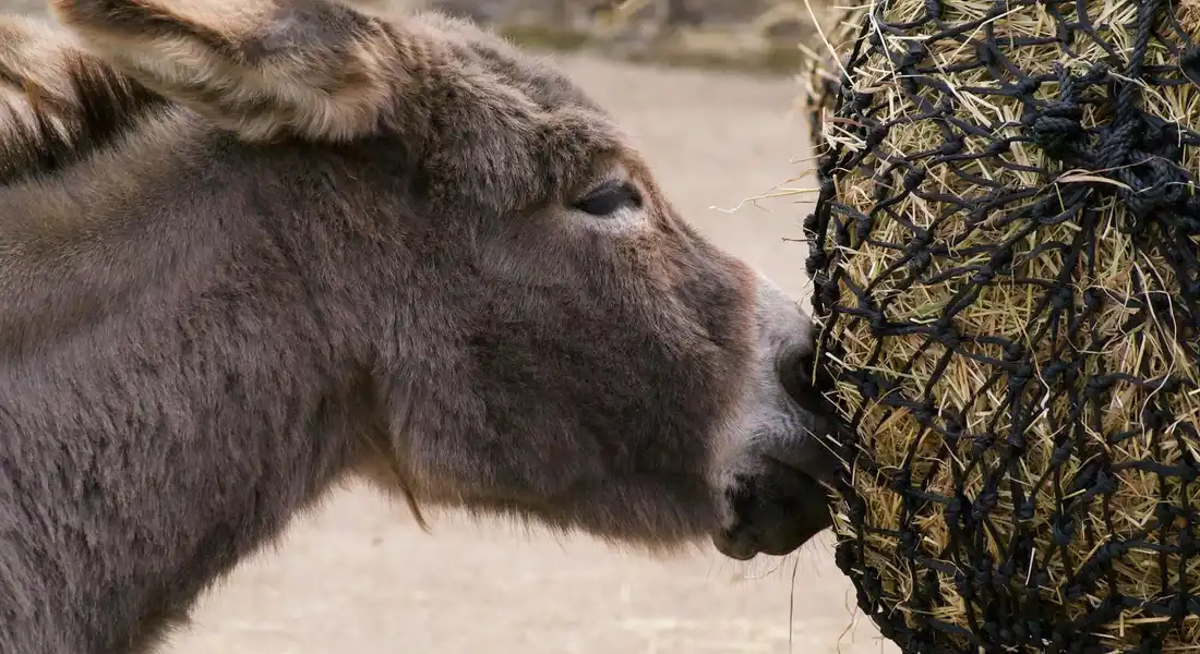 Donkey sniffing a hay bale in an outdoor enclosure