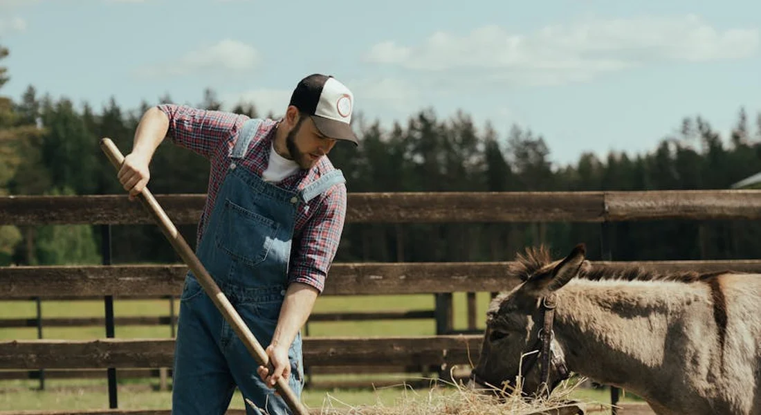 A person wearing a cap and blue overalls handles hay in a fenced farm yard beside a donkey, on a sunny day.