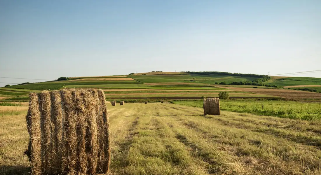 A rural field with large round hay bales and a clear blue sky