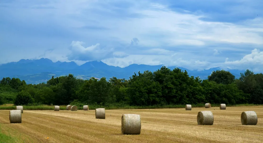 Rural field with round hay bales, trees in the background and distant mountains
