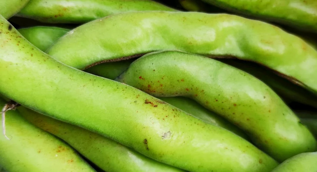 Close-up of fresh green beans