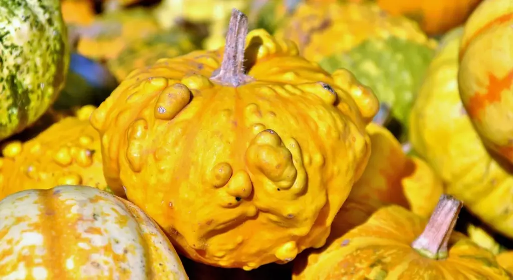Can Guinea Pigs Eat Fresh Pumpkin?
