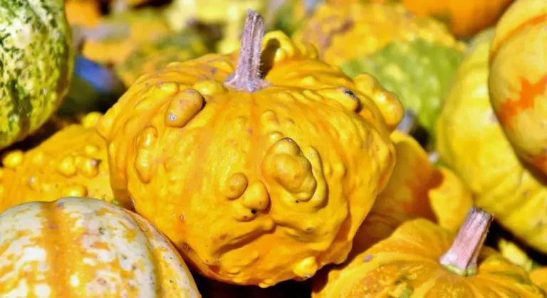 Close-up of bright orange pumpkins and gourds
