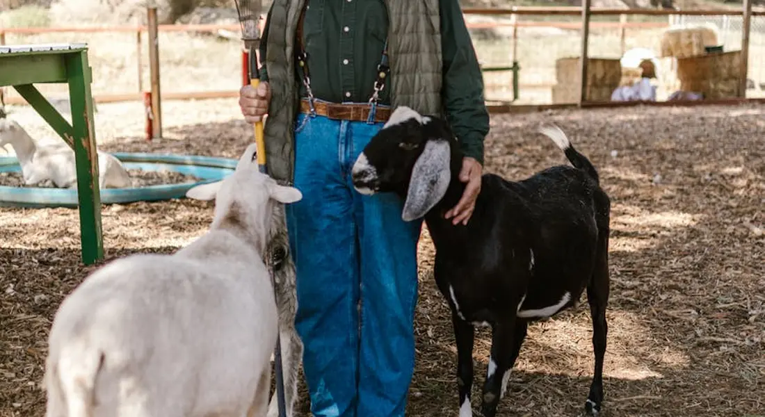 Two goats standing near a person in a green shirt in an outdoor pen.