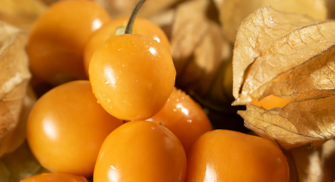 Close-up of ripe golden berries (cape gooseberries) with dried leaves, illustrating fruit to consider when introducing new items to a guinea pig's diet.