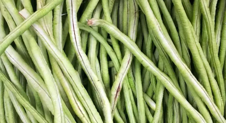 Close-up view of fresh green beans (string beans) piled together.