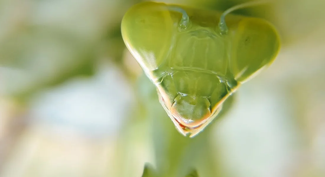 Close-up of a green praying mantis facing the camera
