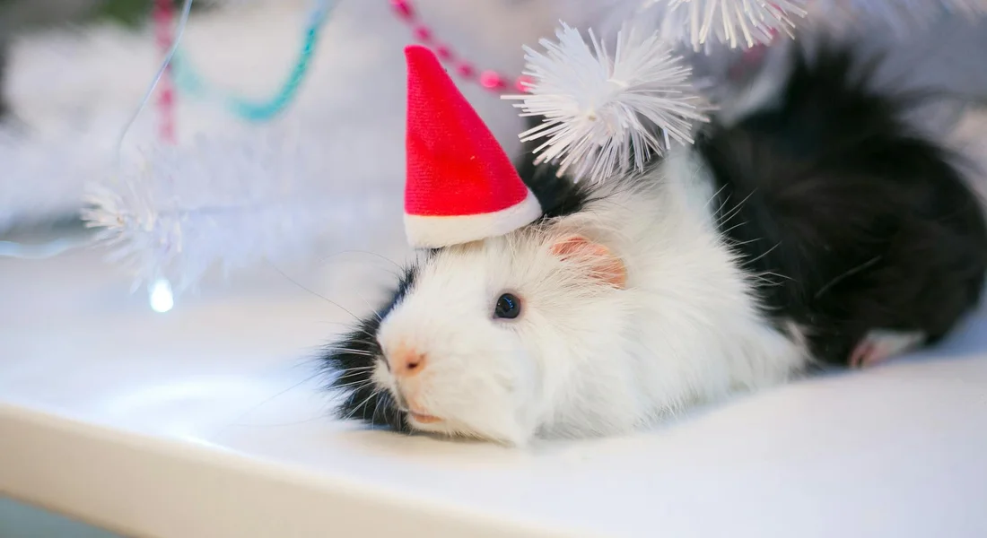 A fluffy white and black small rodent wearing a tiny red Santa hat rests on a white surface among festive decorations.