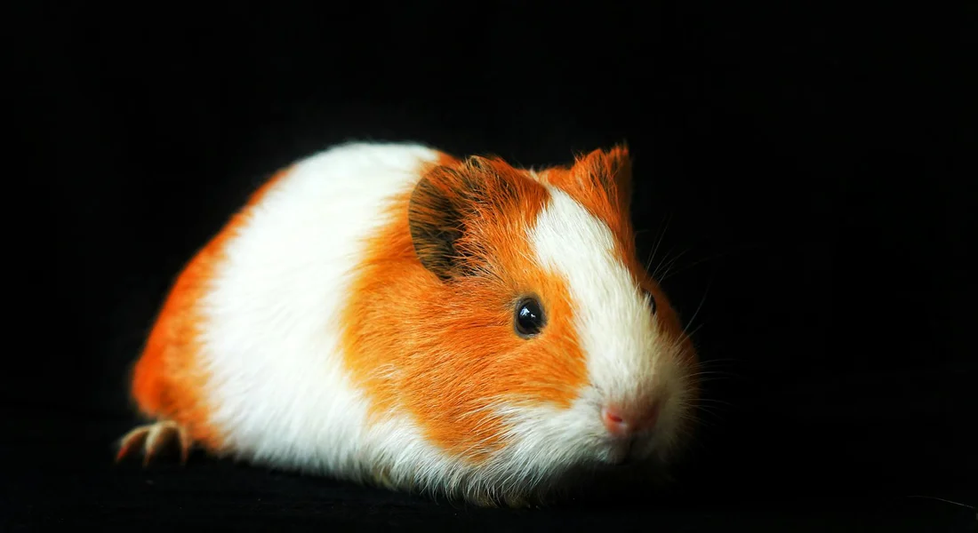Orange and white guinea pig on a dark background