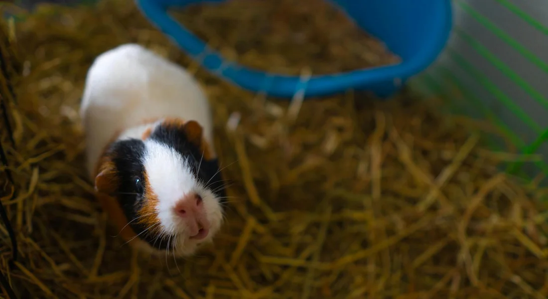 A tri-color guinea pig with white, black, and brown fur sits in a hay-filled cage, looking toward the camera.