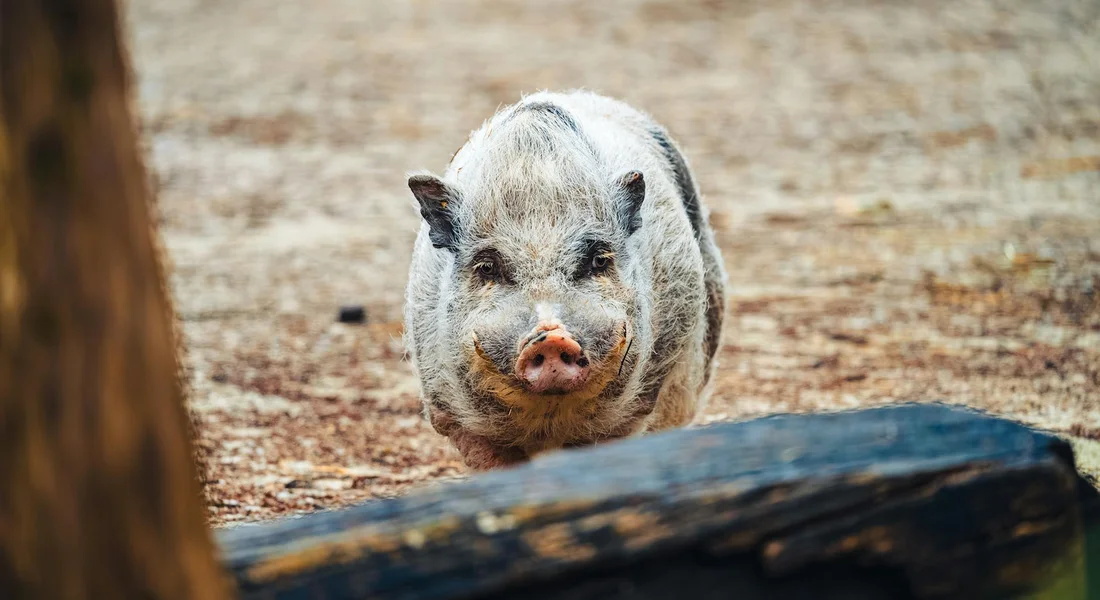 A guinea pig with gray fur and a pink nose stands on a dirt surface near a wooden log, looking toward the camera.