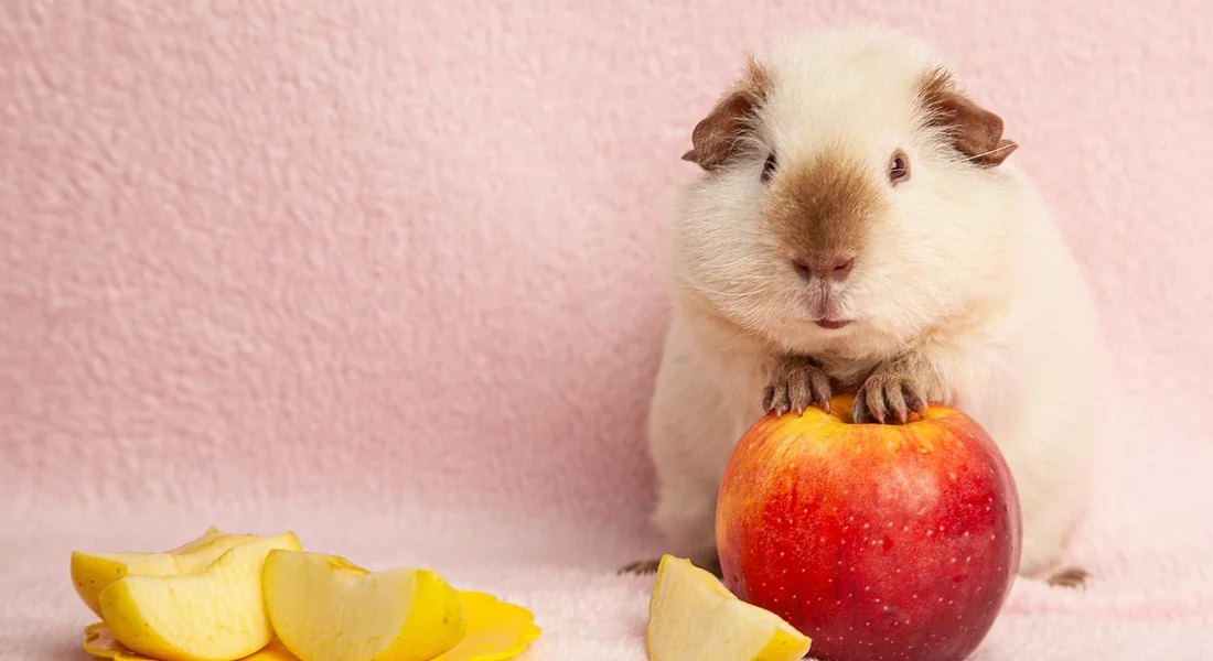 A guinea pig sits on a pink background beside a shiny red apple and several apple slices.